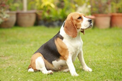 What are the characteristics of Beagle dogs?