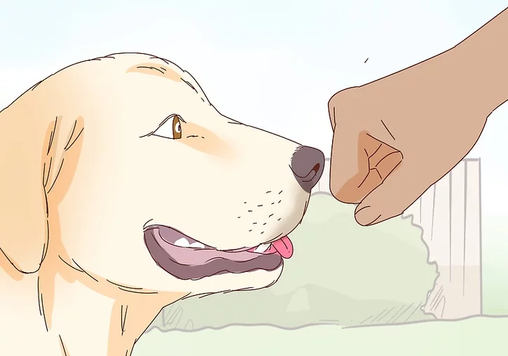How to pet your dog (with pictures)