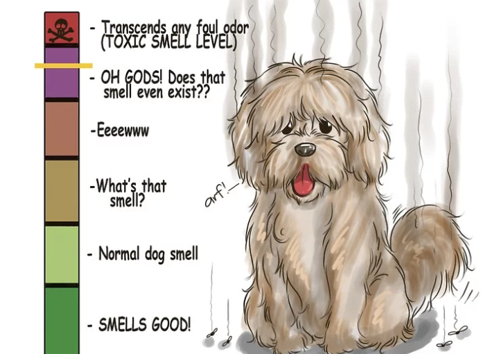 How to make your dog smell good