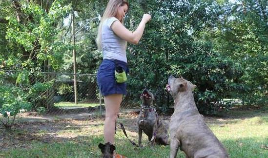 Ten tips for training dogs to make them more obedient