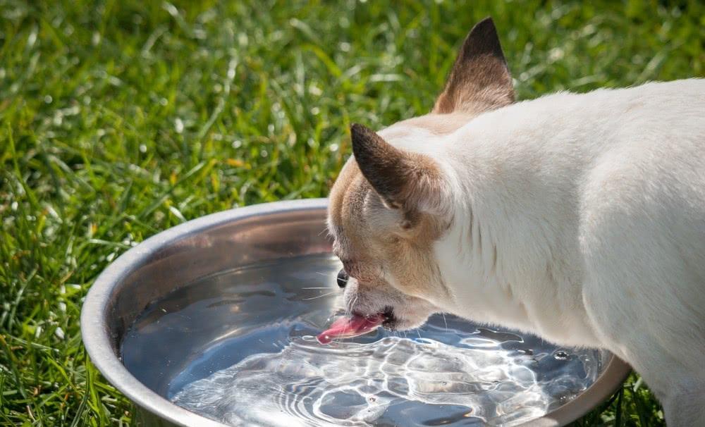 Does the dog love to drink water? Please pay attention to these situations!