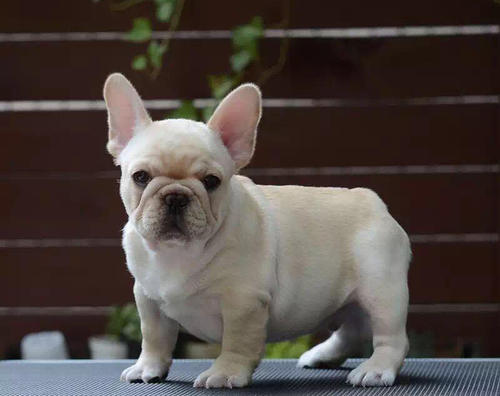 French Bulldogs overtake Labradors as UK's most popular dog breed