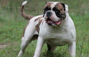 American Bulldog Breed Information & Pictures, Body characteristics