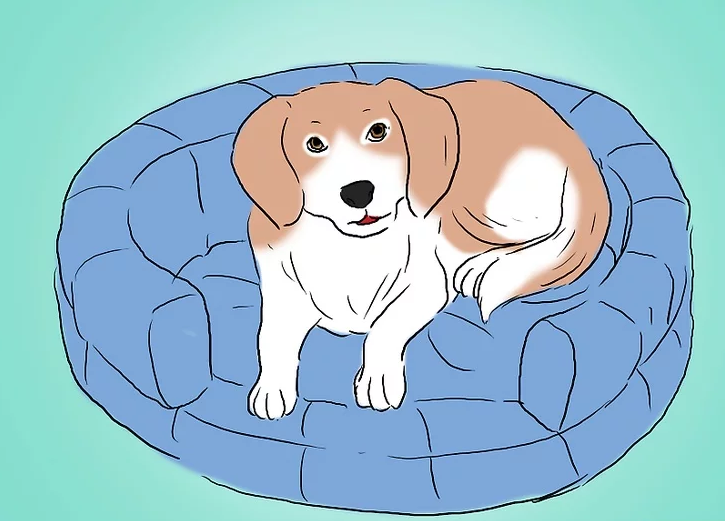 How to keep your dog warm for the winter
