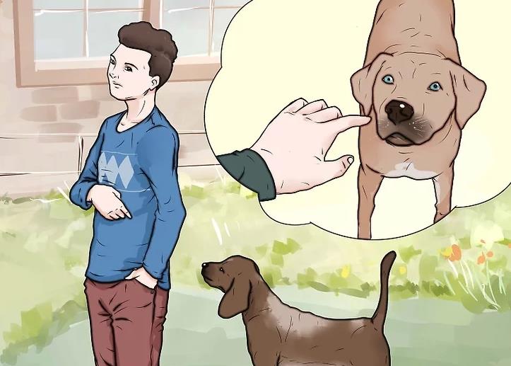 11 steps to teach you how to punish a dog