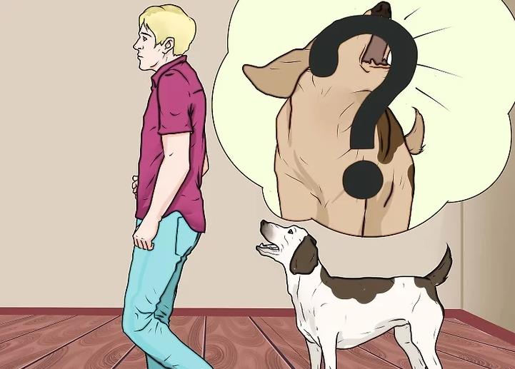 11 steps to teach you how to punish a dog