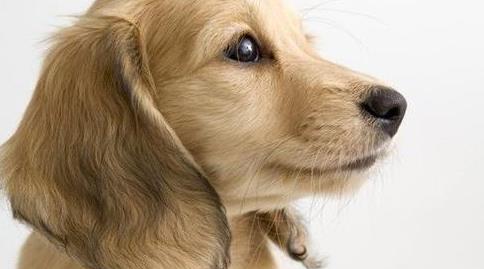 Dog ear itch has brown secretion solution ?
