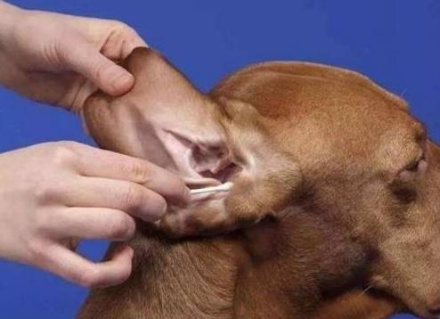 Dog ear itch has brown secretion solution ?