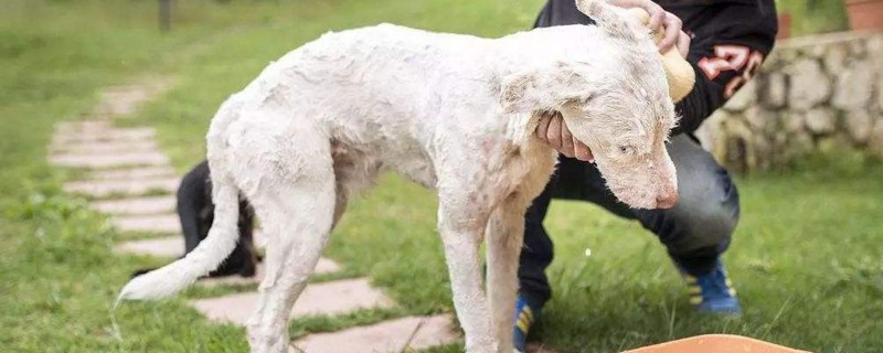 The correct way to bathe your dog