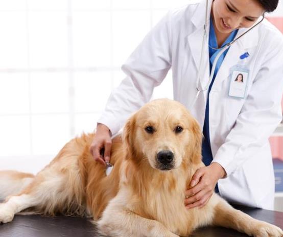 How should a dog take care of it during pregnancy?