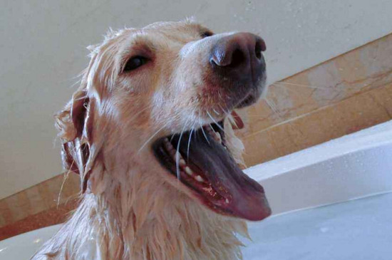 The correct way to bathe your dog
