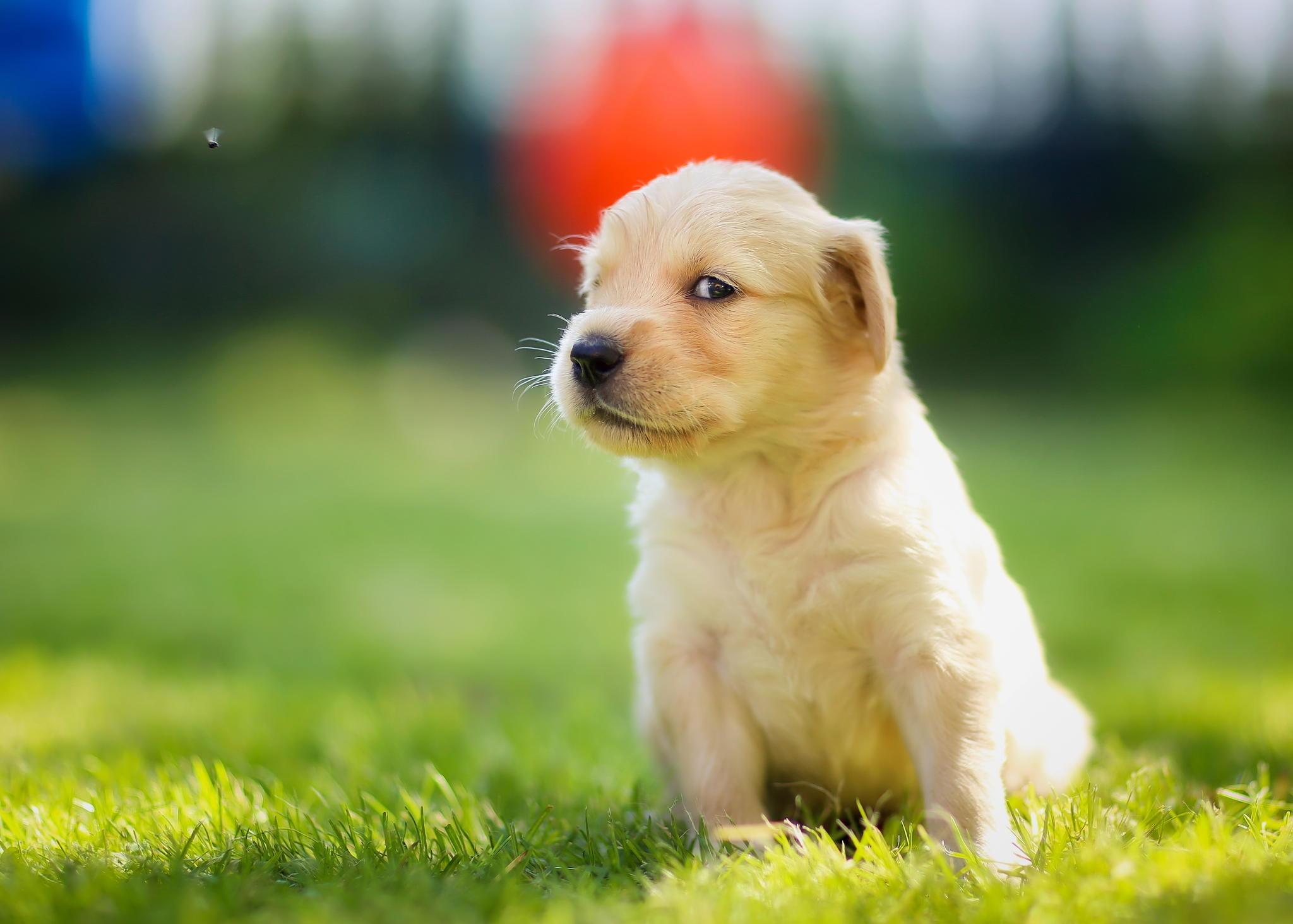 What should I do if my dog has blood in urine?