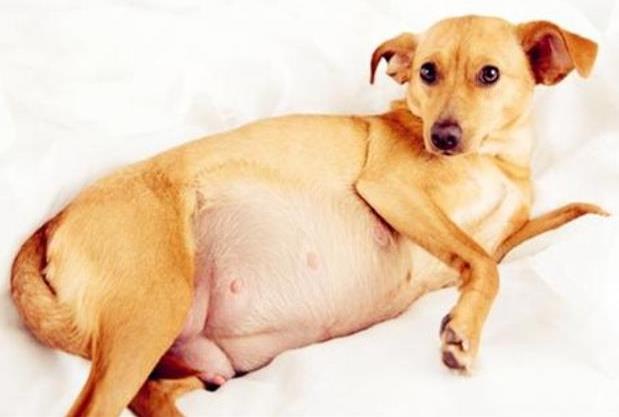 How should a dog take care of it during pregnancy?