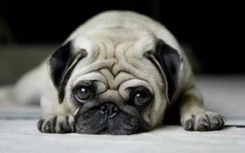 What are the common diseases of pugs?
