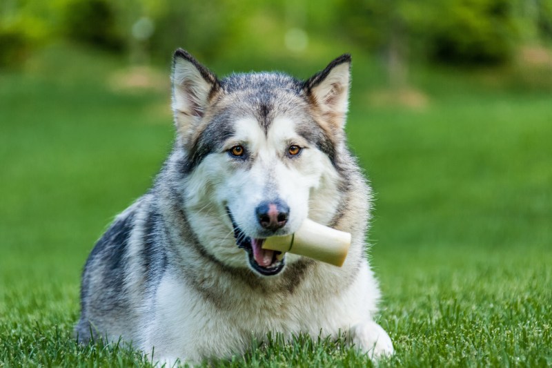 Alaskan Malamute age for breeding dogs