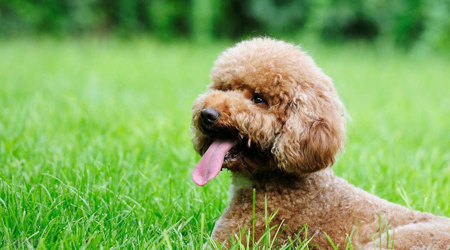 how to groom a standard poodle at home