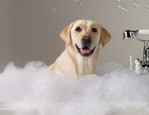 Dog bathing methods and precautions