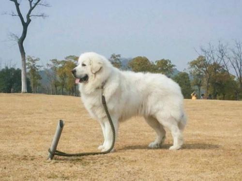 How to train the great white bear dog