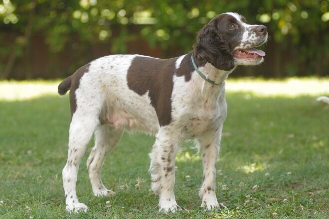 English Springer Spaniel's personality and size Features Summary