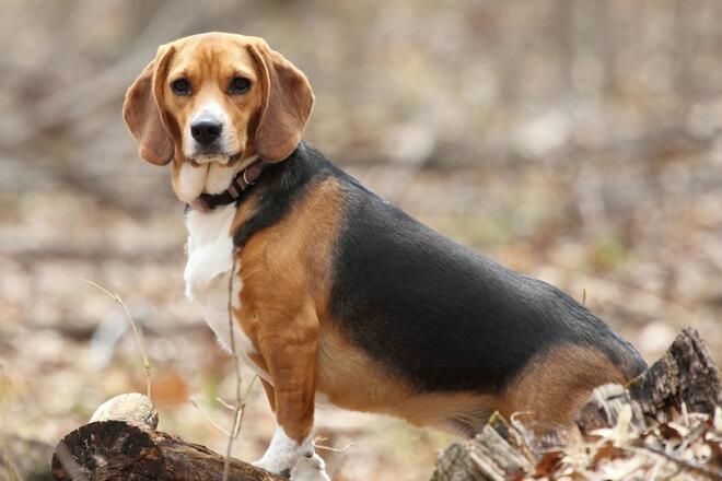 How to grow a beagle lovingly