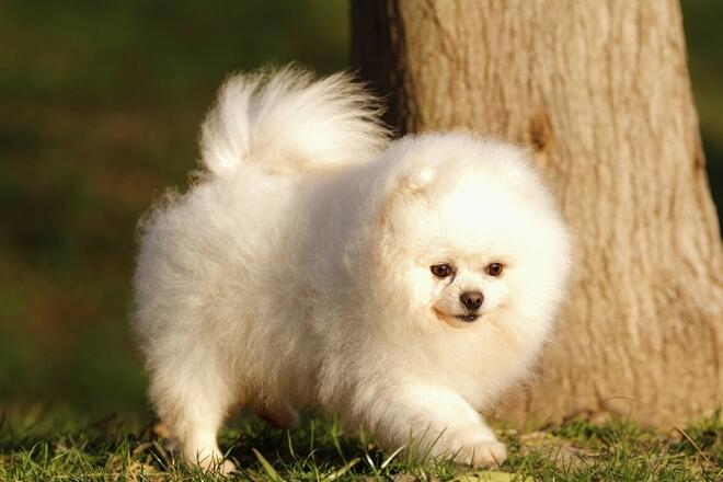 5 Reasons Pomeranian is Cute