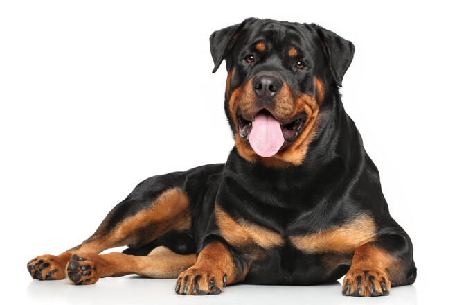 What kind of dog is Rottweiler?