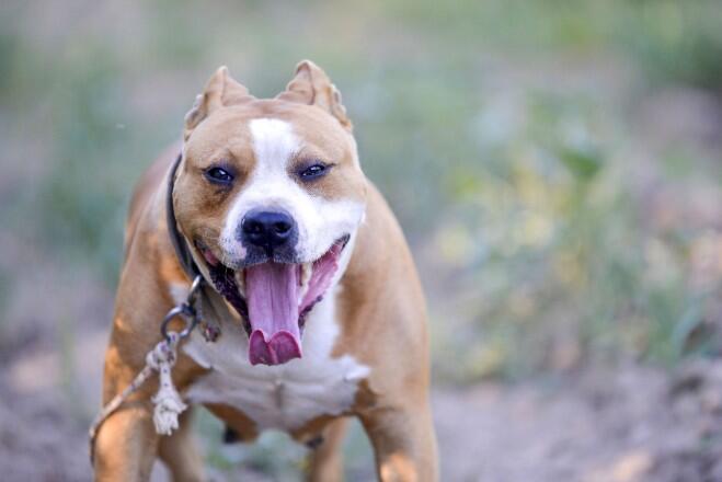 What is the difference between the American Staffordshire Terrier and the Pit Bull Terrier?