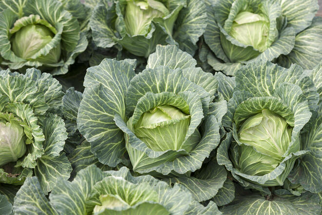 Is it okay for dogs to eat cabbage every day? 