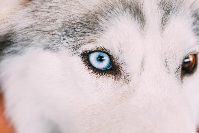 Why are there so many odd-eyed cats in Siberian Husky?