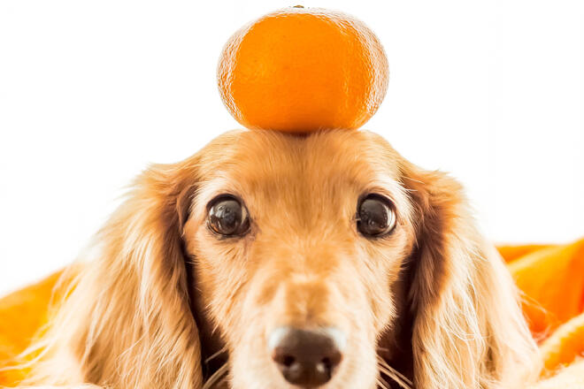 Summary of basic knowledge when giving mandarin oranges to dogs