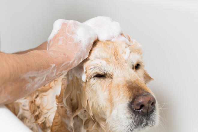 When should I start shampooing my dog? 