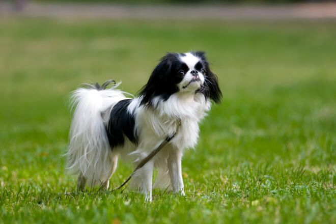 What kind of dog is a Japanese Chin?