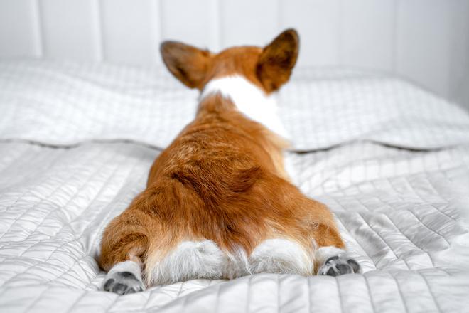 The psychology of dogs turning their hips toward their owners!