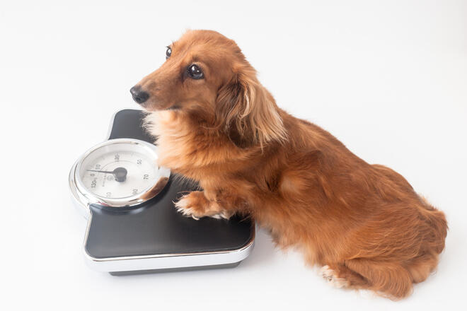 What is the proper weight for a miniature dachshund? 