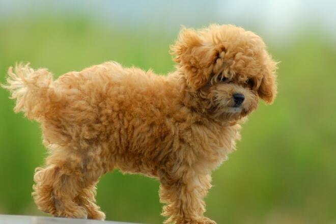 Can I cut the toy poodle's hair at home?