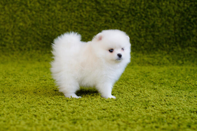What kind of dog is the Teacup Pomeranian?