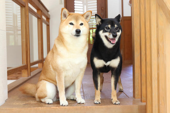 What is the average life span of Shiba Inu? 