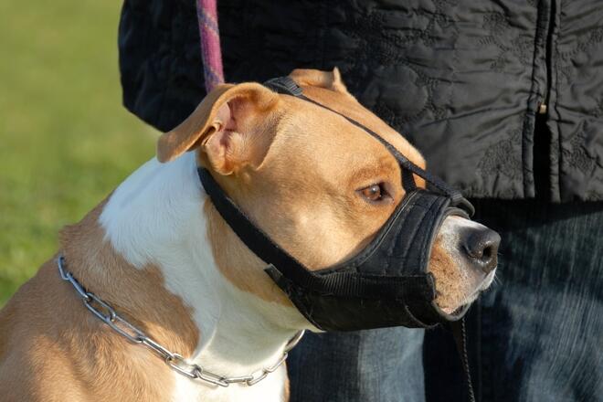 When do you need a dog muzzle? 