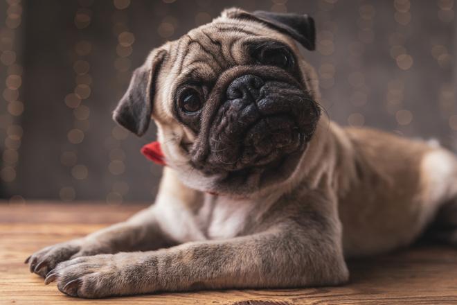 Does a dog's personality change due to castration or contraceptive surgery? 