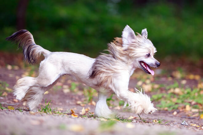 What kind of dog is Chinese Crested Dog?