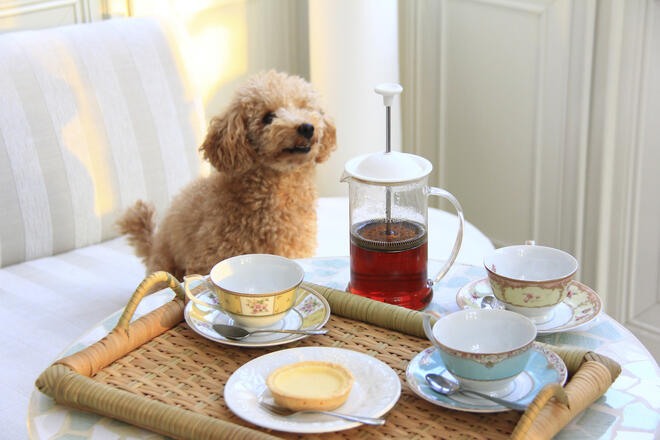 Is it okay for dogs to drink barley tea? 