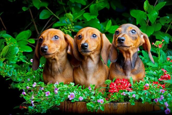 Are there three types of miniature dachshunds?