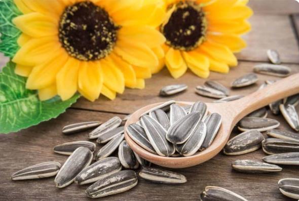 Are sunflower seeds harmful to dogs?