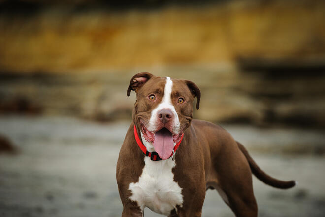 Is the American Pit Bull Terrier the "strongest dog in the world"? 