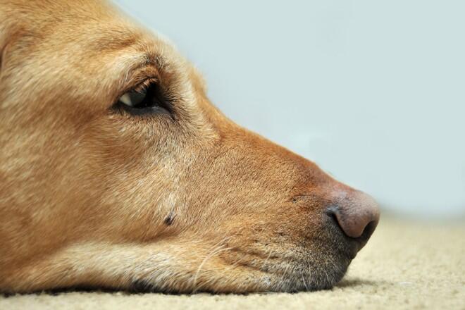 How to deal with "depression" in dogs