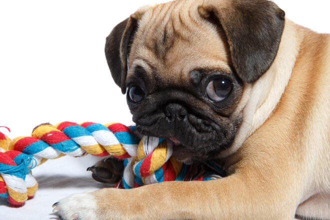 What is the cute charm of a pug?