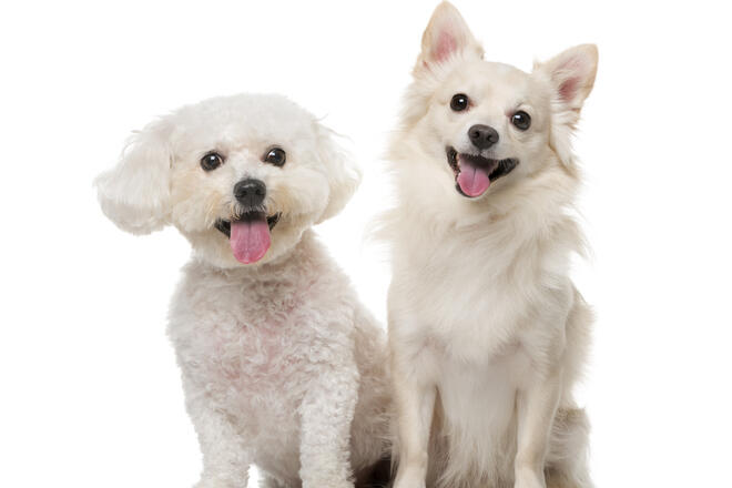 What kind of dog is a mixed dog of Chihuahua and Maltese? 