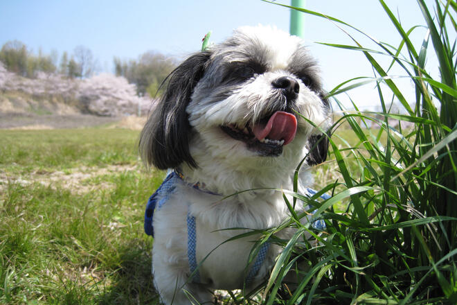 Shih Tzu's personality, characteristics, longevity, and tips on how to care