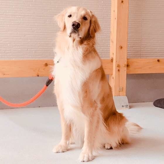 Golden Retriever features and personality, how to keep