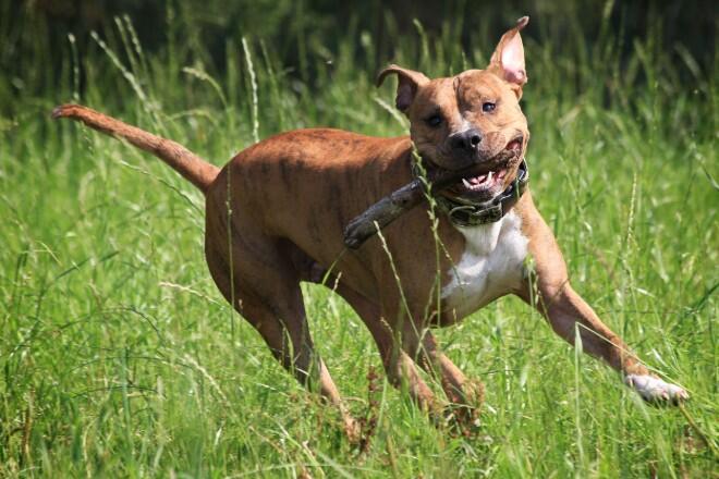 What is the difference between the American Staffordshire Terrier and the Pit Bull Terrier?